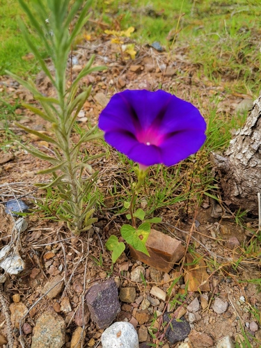common morning-glory