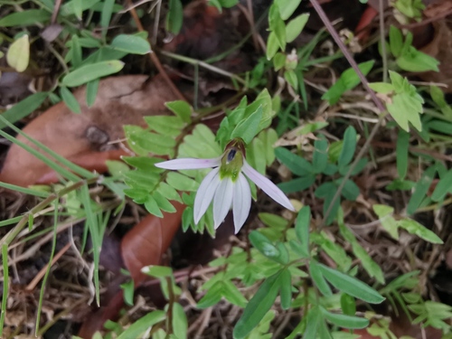 Chinese Lobelia