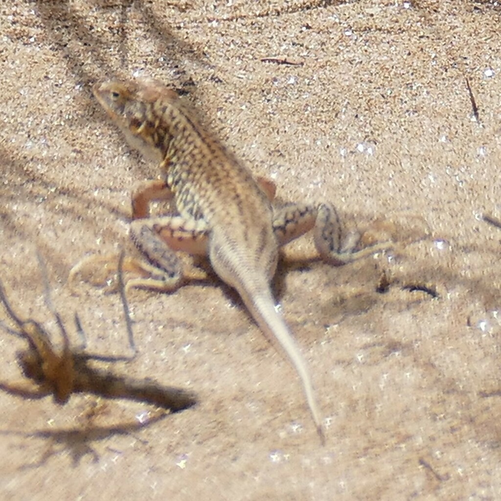 Small-Scaled Desert Lizard
