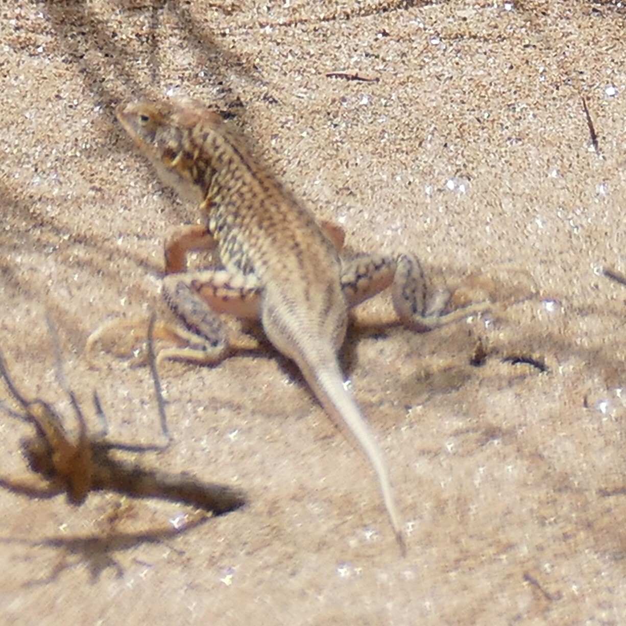 Small-Scaled Desert Lizard photo 2