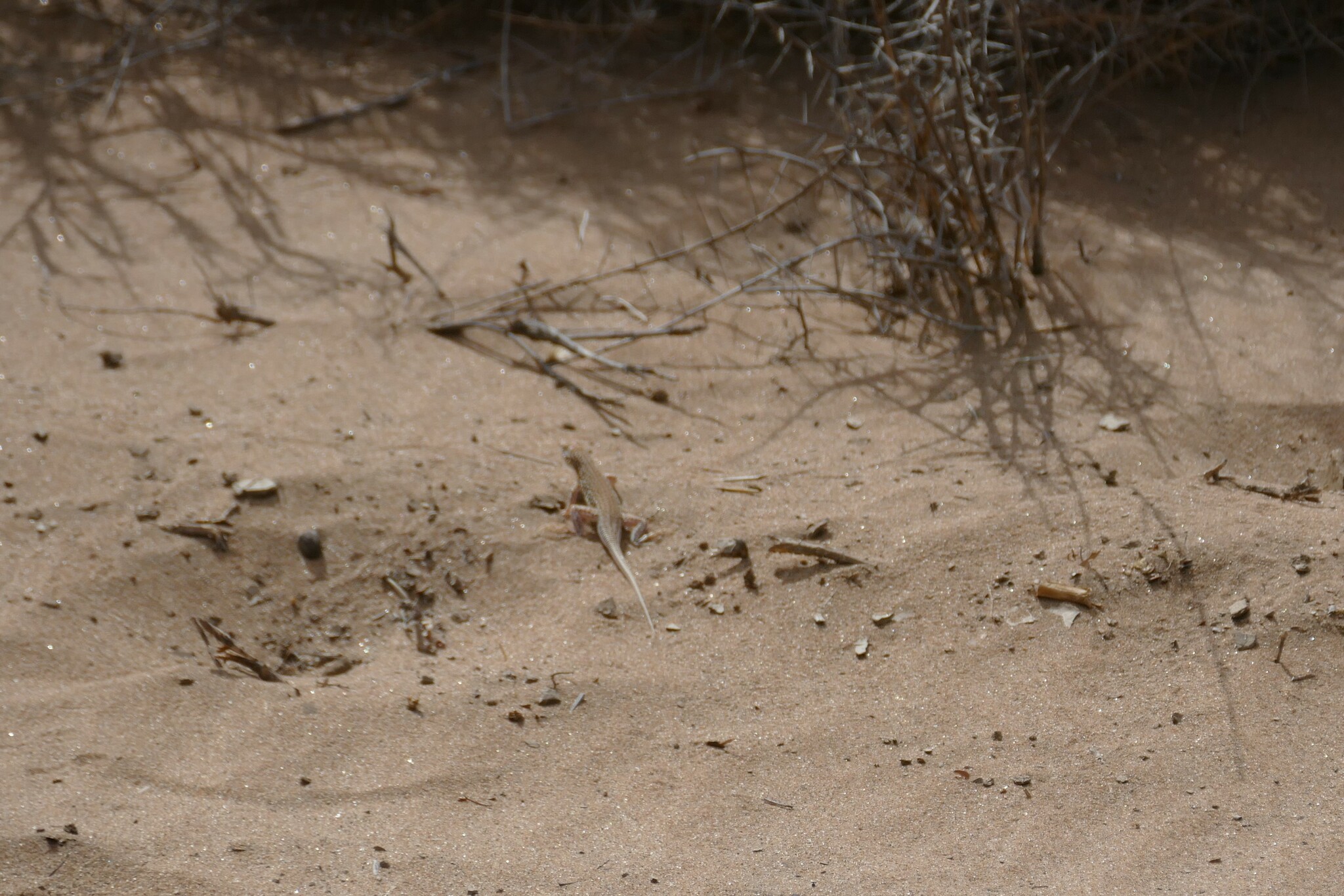 Small-Scaled Desert Lizard photo 3