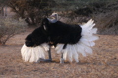 Somali Ostrich photo 4
