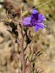 Phacelia minor
