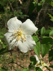 Philadelphus coronarius