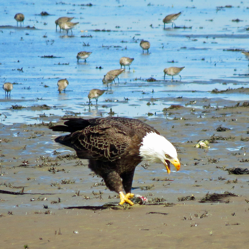 Bald Eagle photographed in South Carolina
