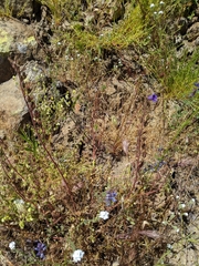 Phacelia minor