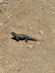 Sceloporus occidentalis