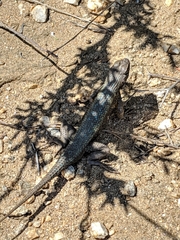 Sceloporus occidentalis