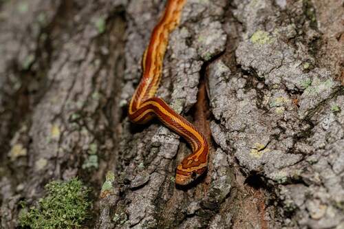 Red Cornsnake (Pantherophis guttatus), a species recorded in Florida