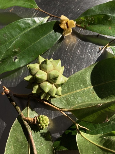 Duguetia quitarensis, 2023-11-28