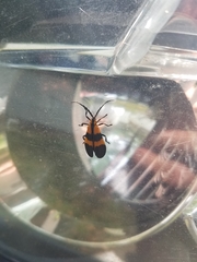 Calopteron discrepans