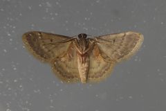 Idaea ptyonopoda