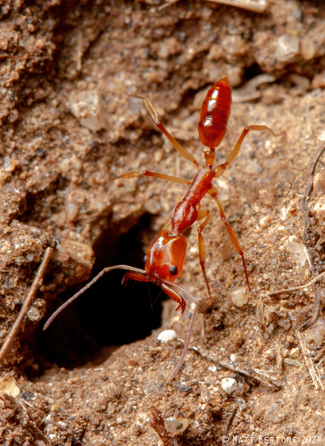 Anochetus kempfi