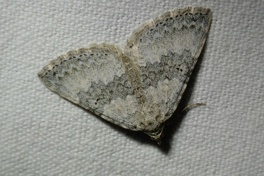 Scotopteryx octodurensis
