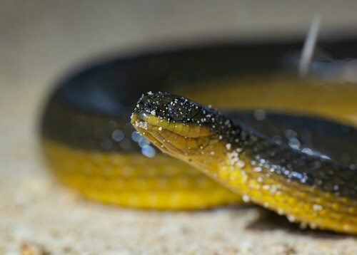 Striped Crayfish Snake, Liodytes alleni