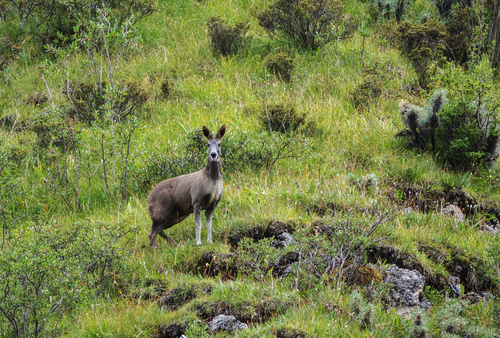 Alpine Musk Deer