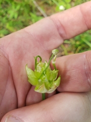 Allium canadense canadense