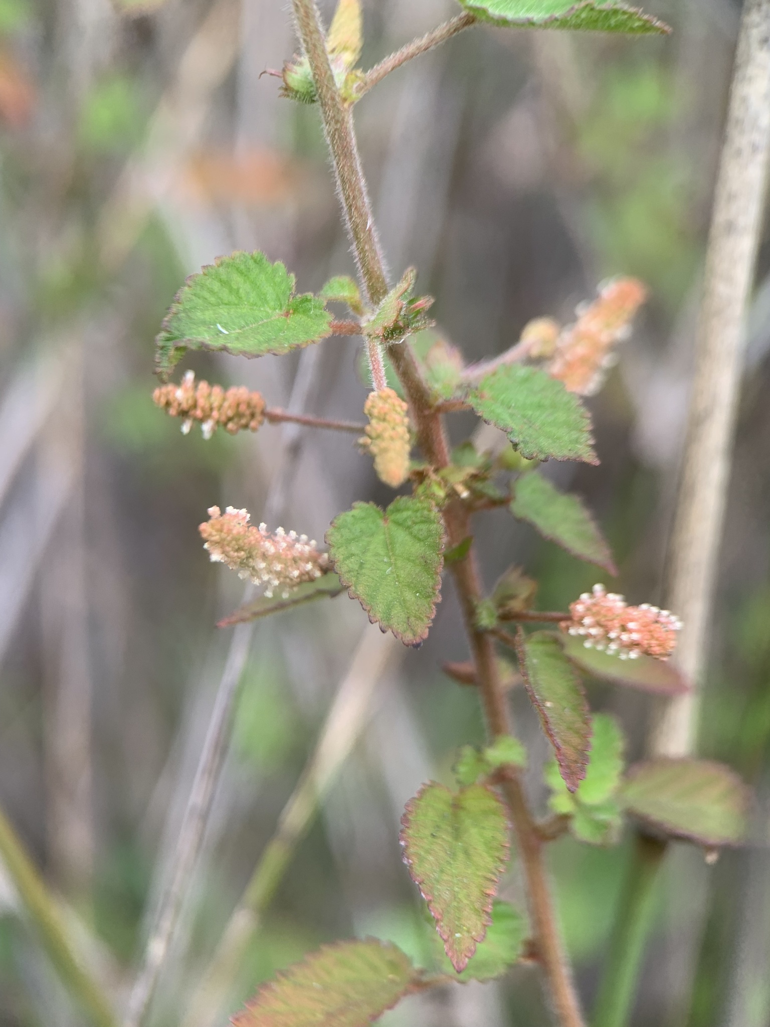 Acalypha parvula Hook.fil.