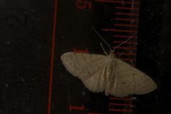Idaea ptyonopoda