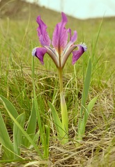 Iris pumila