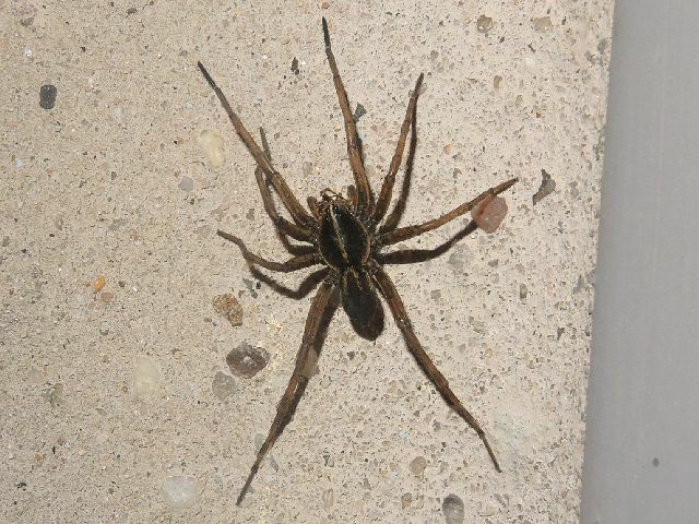 Wetland Giant Wolf Spider from Jamaica Bay Wildlife Refuge, Queens, NY