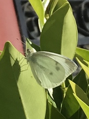 Pieris rapae rapae