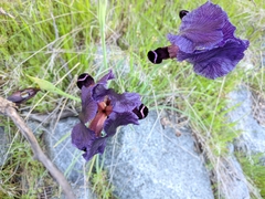 Iris paradoxa