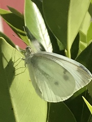 Pieris rapae rapae