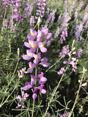 Lupinus longifolius