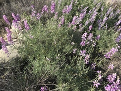 Lupinus longifolius