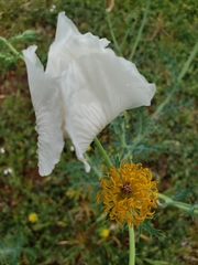 Argemone aurantiaca