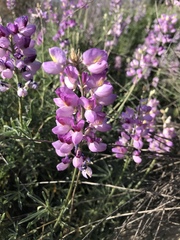 Lupinus longifolius