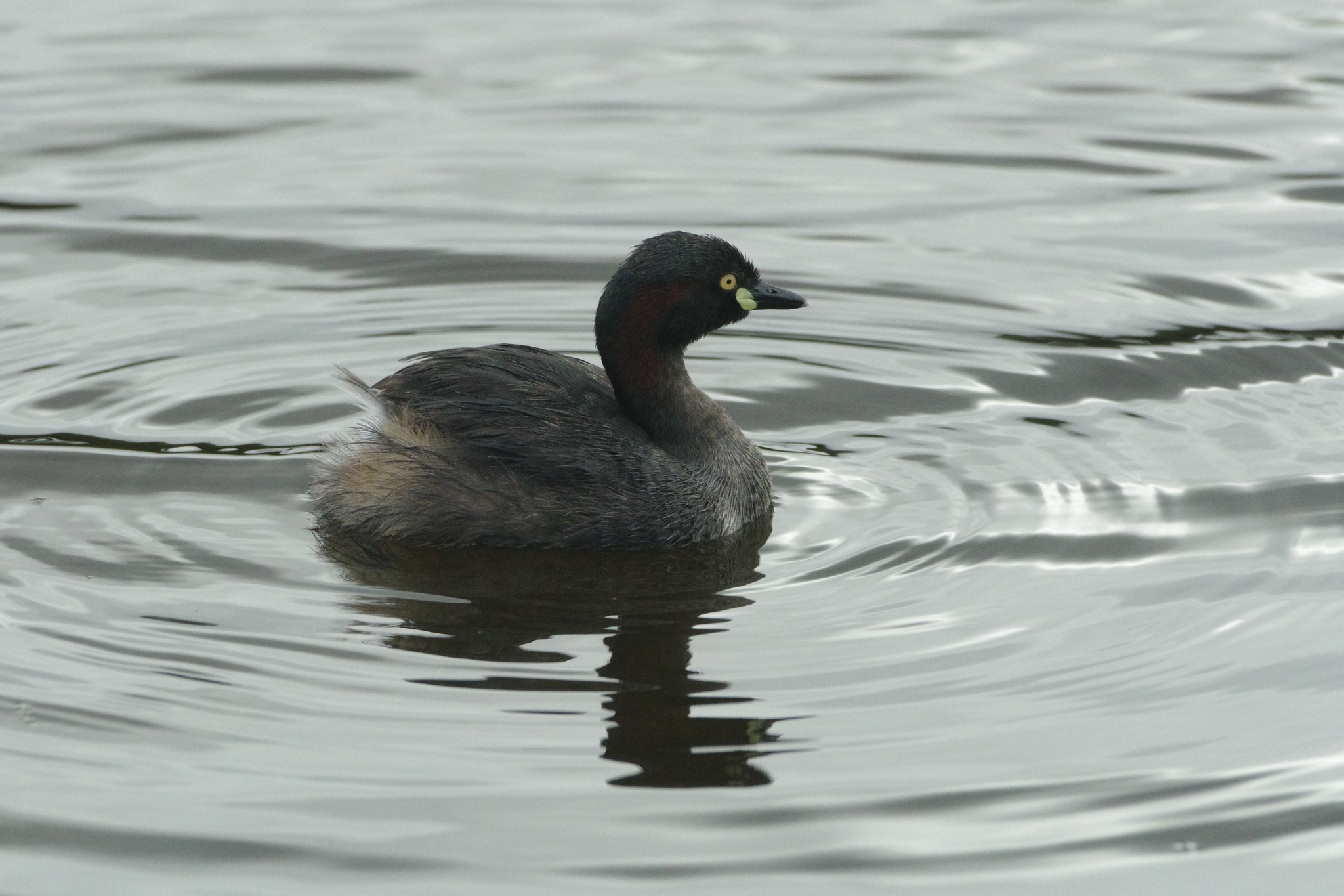 Australasian Grebe illustration