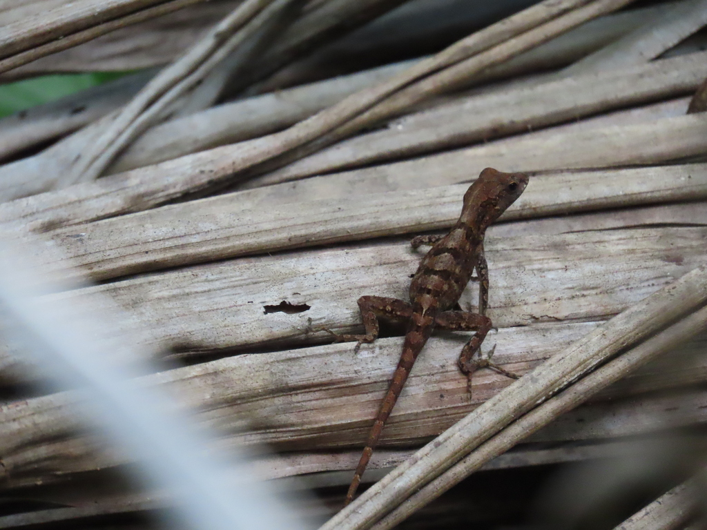 Crested Anole from El Jobo, Utuado, Arecibo, Puerto Rico on January 11 ...