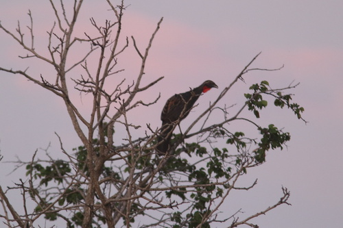 Rusty-margined Guan