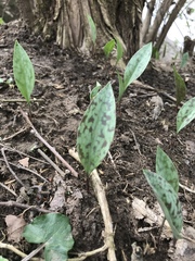 Erythronium americanum