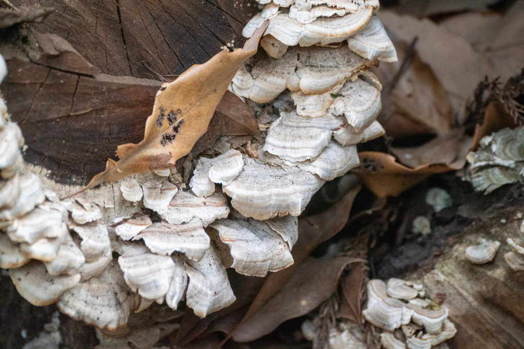 Trichaptum biforme · January 2024 · photo: © tbc_watanabe (iNaturalist, cc-by)