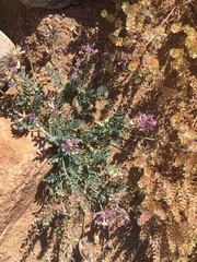 Astragalus nothoxys
