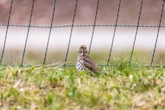 Turdus philomelos