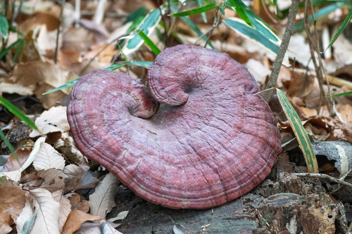 Ganoderma lucidum
