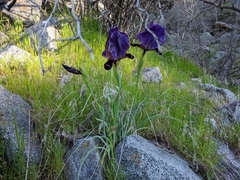 Iris paradoxa