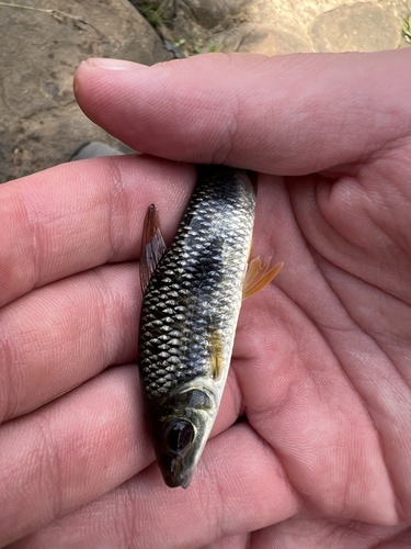 Sharptooth leporinus (Leporinus acutidens) — Anostomidae
