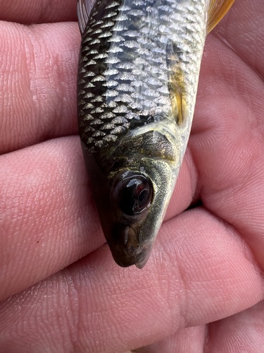Sharptooth leporinus (Leporinus acutidens) — Anostomidae — 4