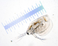 Daphniidae