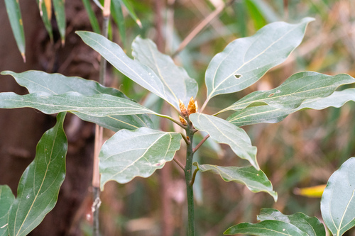 Image of Neolitsea sericea by (c) WATANABE Hitoshi 渡辺仁, some rights reserved (CC BY)