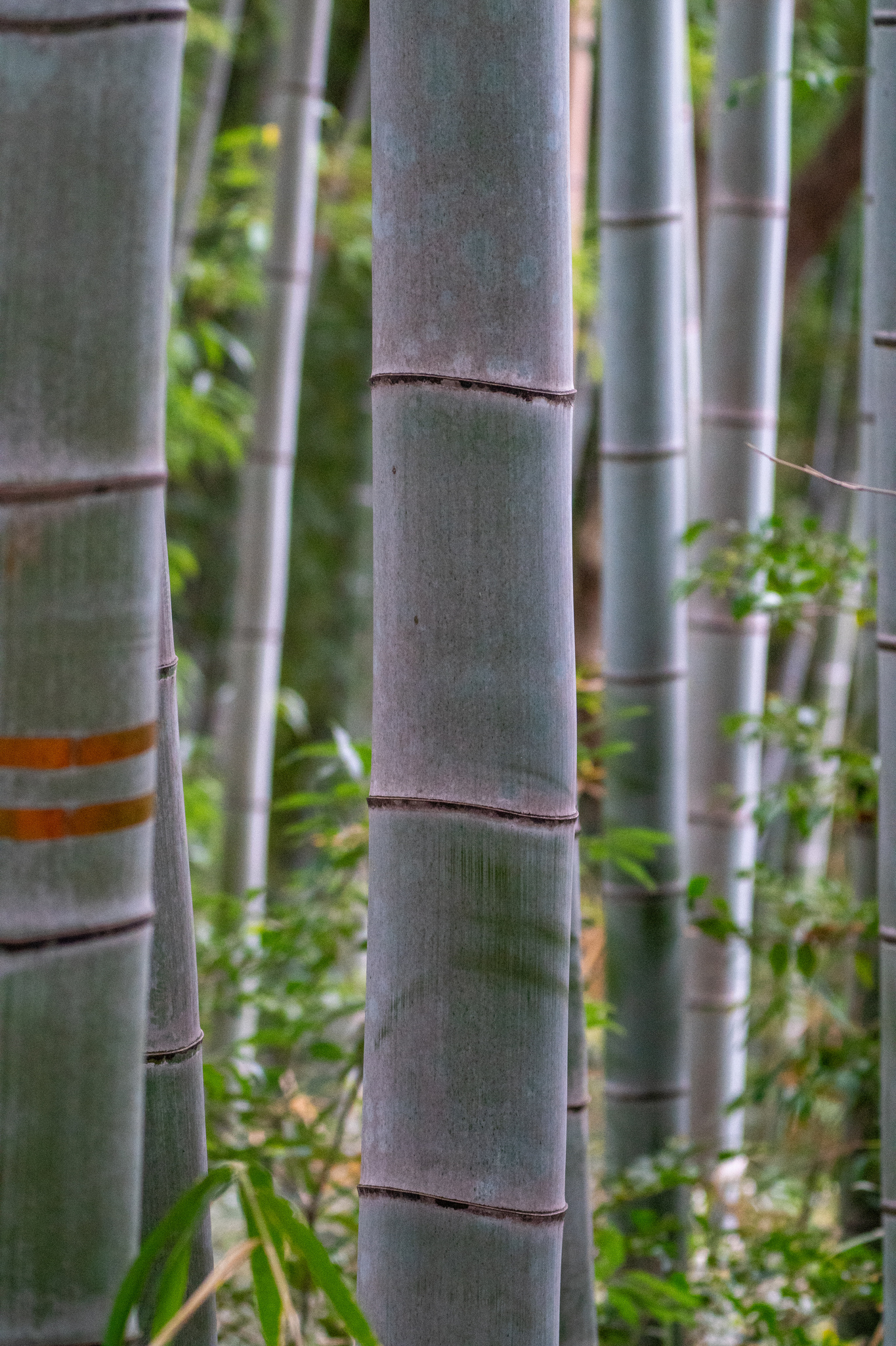 Moso-Bambus (Phyllostachys edulis): Herkunft und Verwendung — foto 3