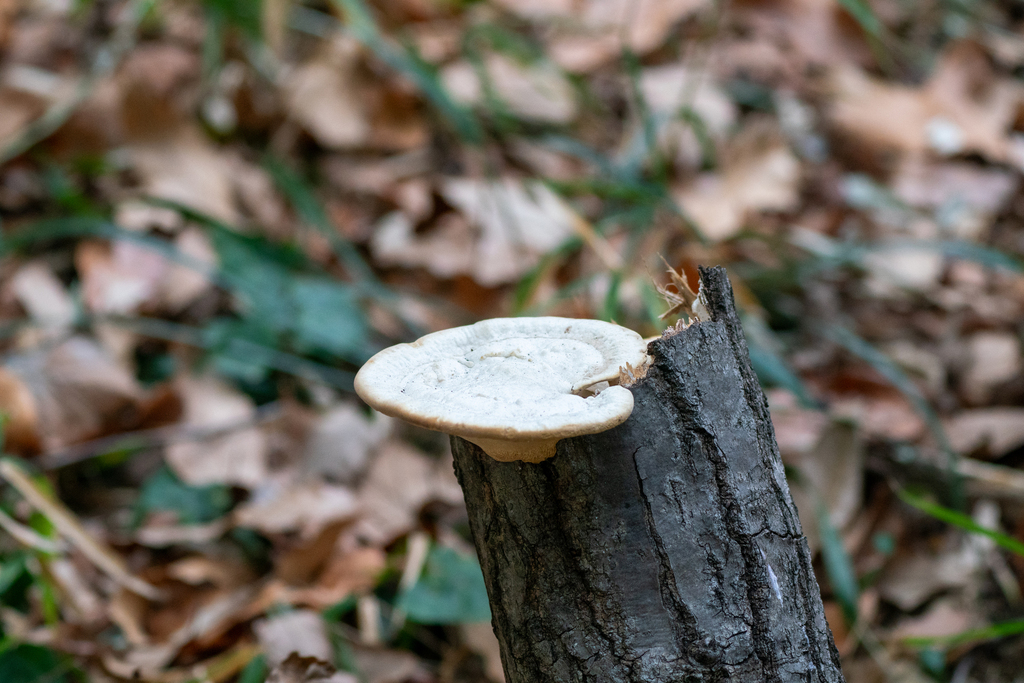 Trametes orientalis · January 2024 · photo: © tbc_watanabe (iNaturalist, cc-by)