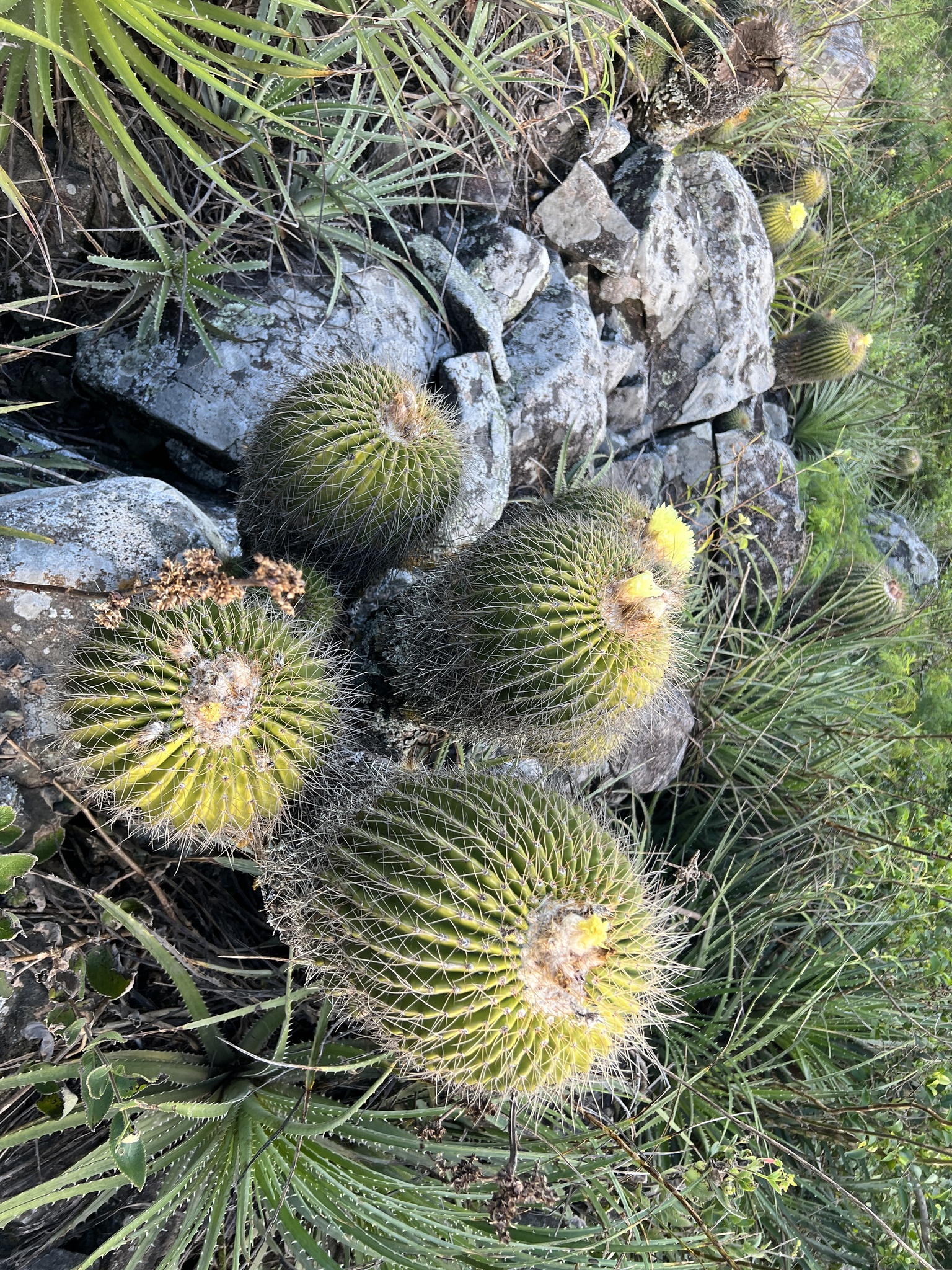 Parodia claviceps