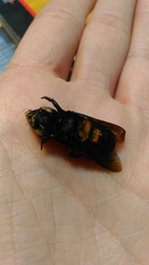 Callomegachile