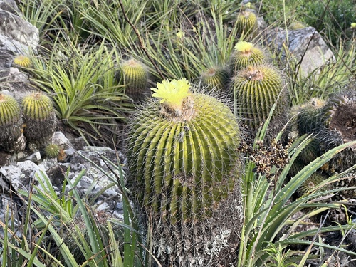 Parodia schumanniana